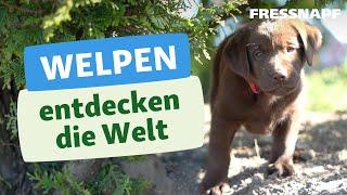 Wie entdecken Welpen die Welt?  Mit Chocolate Lab Bailey