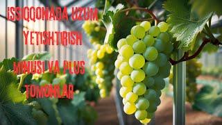 Uzumni issiqxonada yetishtirish #uzum #dehqonchilik #issiqxona #greenhouse #grape #growth