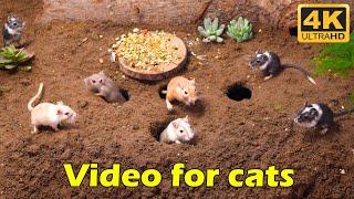 Cat TV: Tiny Mouse Hide & Seek Fun in Sandy Holes - 3 Hours 4K UHD | Catflix