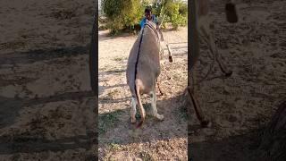 Donkey breeding and mating#donkey #donkeybreeding #breeding #animals #mating