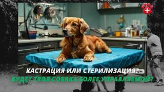 Кастрация и стерилизация собак? КАСТРАЦИЯ за и против?