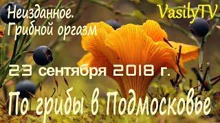 По грибы в Подмосковье 23 сентября 2018 гНеизданное. Грибной оргазм