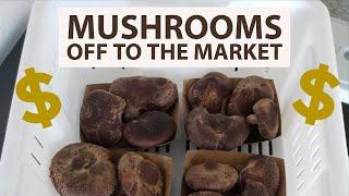 Selling Mushrooms at Farmers Market