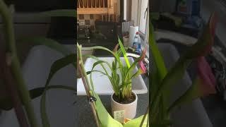 Orchid and Peace Lily. #shorts, #orchid, #lily