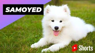 Samoyed  The Most Expensive Dog Breed In The World #shorts #samoyed #expensivedog