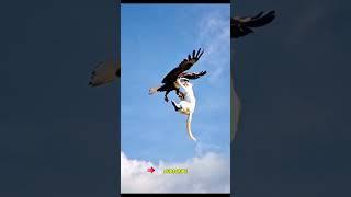 Eagle Cat’s Sky-High Hijinks! Eagle funny best video.   