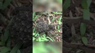 The mother spider carries a hundred more spiders. wolf spiders