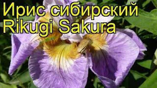 Ирис сибирский Рикуги Сакура. Краткий обзор, описание характеристик iris sibirica Rikugi Sakura