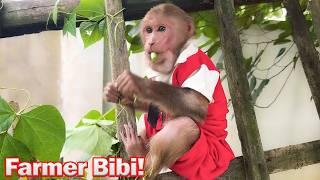 Bibi take advantage of going to farm to harvest fresh vegetables for cooking!