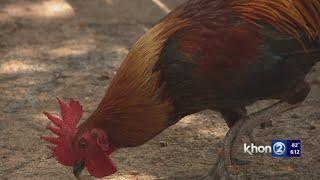 Oahu officials capture nearly 2K feral chickens since 2022