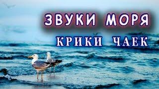 Звуки моря. Крики чаек. Спокойствие и умиротворение