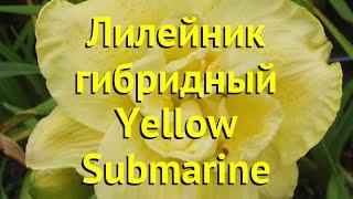 Лилейник гибридный Еллоу Сабмарин. Краткий обзор, описание hemerocallis Yellow Submarine