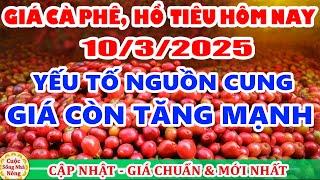 Giá cà phê hôm nay ngày 10/3/2025 | giá cà phê CÒN TĂNG MẠNH do thiếu nguồn cung