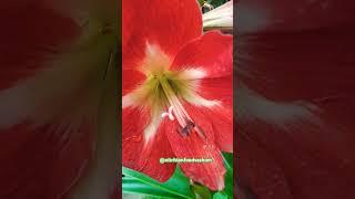 orchid lily #naturephotography #lifeisbutadream #haveitoldyoulatelythatiloveyou #shortsvideo#flowers