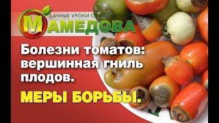 Болезни томатов: вершинная гниль плодов томатов. Меры борьбы с гнилью