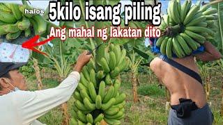 Macro propagation: Unang harvest halos umabot ng limang kilo Isang piling(banana lakatan.