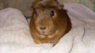 Coco the Guinea Pig Chesham Bucks