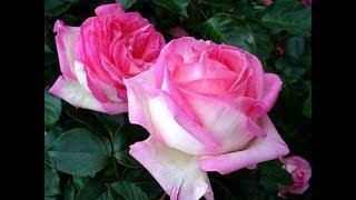 Amazing and Most Beautiful Rosa 'Princess de Monaco' and Rosa 'Charlotte' Flowers