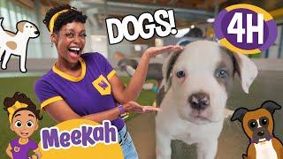 Meekah's Fabulous Fur-Ever Friend! | 4 HOURS OF MEEKAH! | Educational Videos for Kids