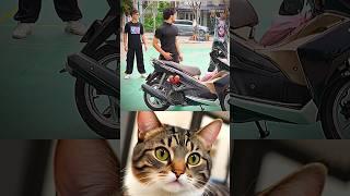 training  #cat #memes #funny #trending