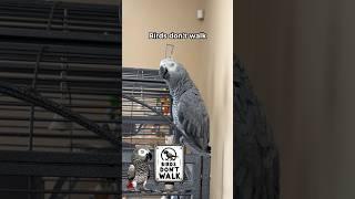 Birds Don’t Walk… They Eat what? #talkingparrot #africangrey