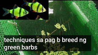 isang sekreto sa pag b breeding ng green barbs