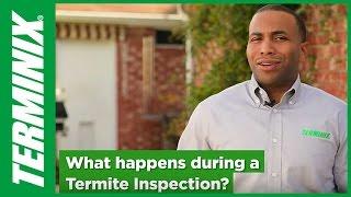 Termite Inspection Facts to Know from Terminix