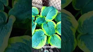 Hosta Francis Williams #hosta #хоста 24.06.2023