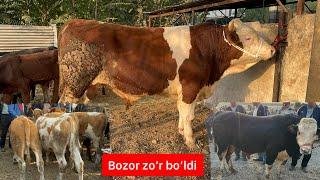 Andijon viloyati Baliqchi chorva bozori semiz,boqma,ona va bola sigir bozori.