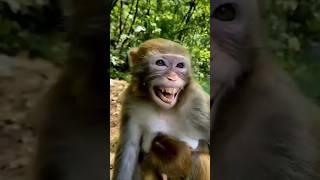 Nakal utarta hai bandar #trending #funny #comedy #sorts #bandar my chennal subscribe like please
