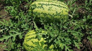 Watermelon Growing Tips to Get Giant Fruits