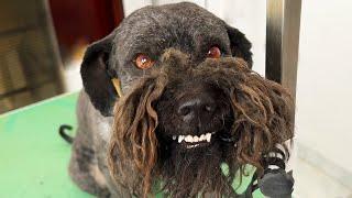 Grooming a VERY AGGRESSIVE DOG