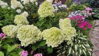 Гортензия метельчатая 'Magical Candle’ (Bokraflame) Hydrangea paniculata Magical Candle