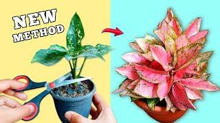 PROPAGATE Aglaonema Like A PRO️️