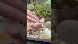 Никогда так не делай, если у тебя живет аксолотль! #аксолотль #axolotl