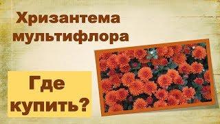 Хризантемы мультифлора. Где купить?