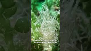 The ghost nudibranch! Melibe colemani! #animals #sea #marinelife #shorts