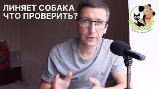 Сильная линька у собаки | У собаки стала тусклая шерсть, что делать?