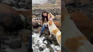 Dog Lover | Pahadi Dog | #dogforlife #dogshorts #doglover
