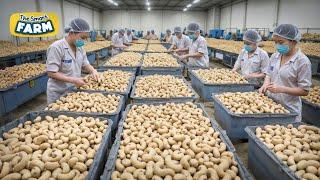 The BIGGEST Cashew Nuts Production Line You Should See: Mega Cashew Nuts Factory