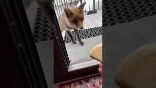 Quando la fiducia è reciproca accadono cose meravigliose. #Foxy #volpe #animali #amicoanimale