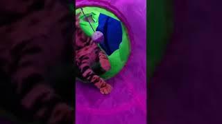 Kitten got his first cat tunnel!  Watch this video until the end!