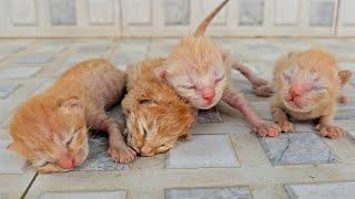 The story of rescue poor abandoned mother cat with her newborn kittens