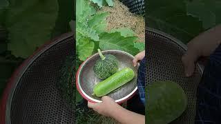 Garden fresh produce 19.06: Enjoying rural life, gardening & nature #rurallife #gardening #nature