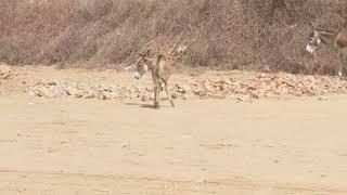 Amazing Desert Donkey Herds: Rare Footage and Fascinating Facts"