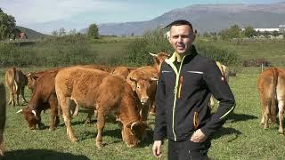 - LIMUZIN JE ODLIČNA VRSTA, SAMO IM JE MANA ŠTO SU DIVLJE / WILD COWS