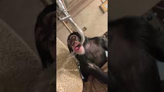 🩷️ #chimpanzee #animals #monkey #cute #animallover #babychimpanzee #Riolilly #vanara