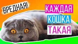 КАЖДАЯ КОШКА ТАКАЯ ВРЕДНАЯ