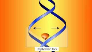 Fluoroquinolones: Mechanisms of Action and Resistance