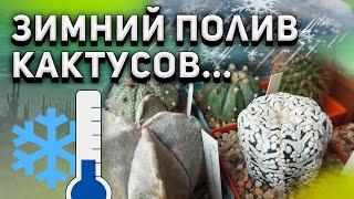 Зимний полив кактусов. Нужно ли поливать кактус зимой? Уход за кактусами.